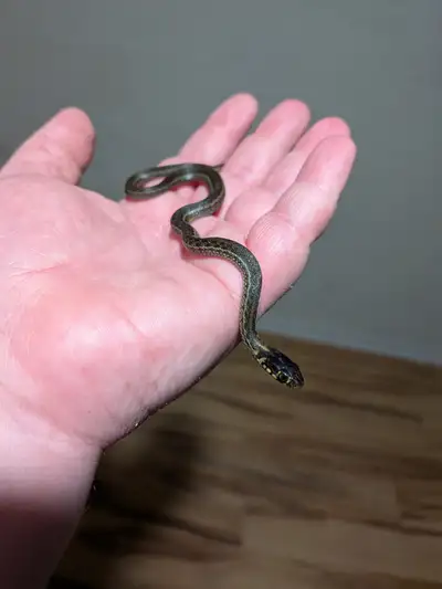 Baby Chapala garter snakes for sale. At time of posting this ad there are 9 available. Unsexed. $100...