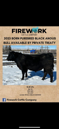 Purebred Black Angus Yearling Bull 