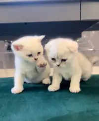 2 Scottish fold and straight kittens (female) 