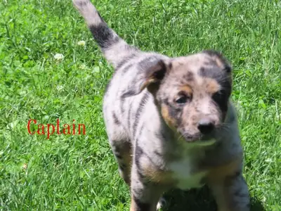German shepherd  mix., View more