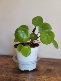 Chinese Money Plant, UFO Plant, Pilea Peperomioides