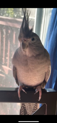 Beautiful Female Cockatiel in Need of a New Home