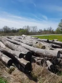Firewood/logs