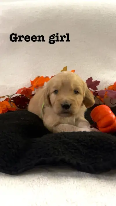 F1 Golden Doodles, View more