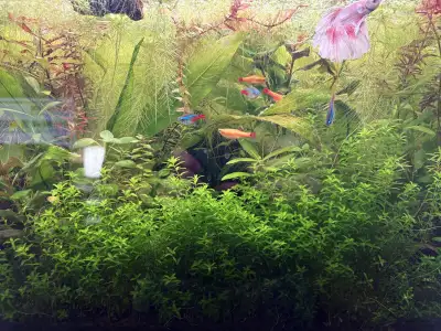 Pearl Weed: Fast and Easy Carpeting Plant, View more