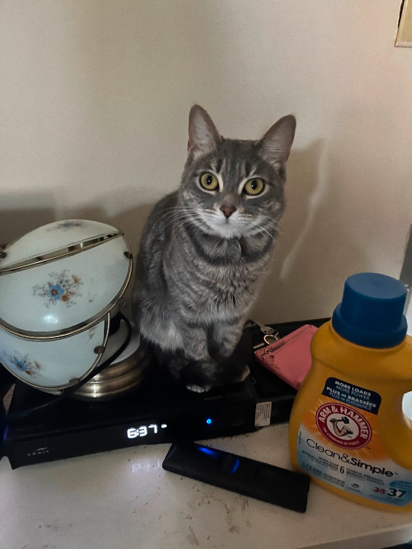 Sienese tabby cat for sale Cats & Kittens for Rehoming Calgary Kijiji