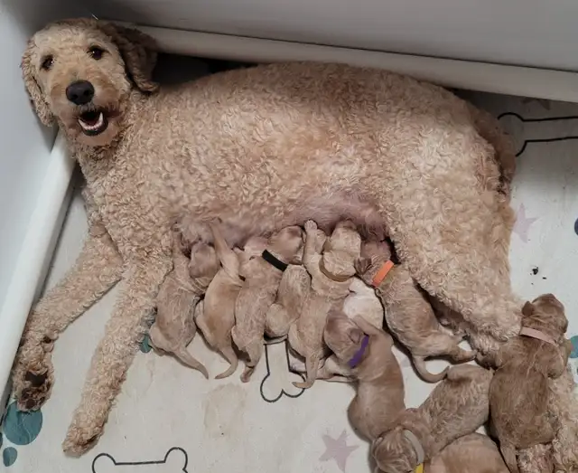 Goldendoodle puppies have arrived! in Dogs & Puppies for Rehoming in Vancouver - Image 6