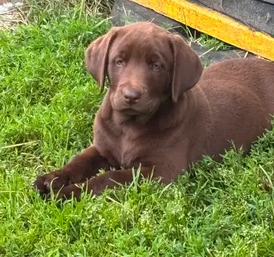 Chiots Labrador, View more