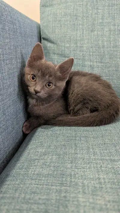 Russian Blue Kittens, View more