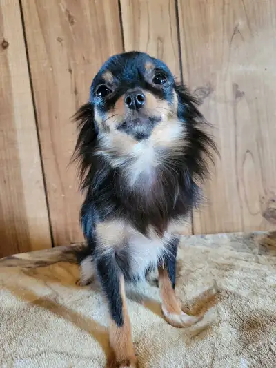 littlest chihuahuas ya ever saw, View more