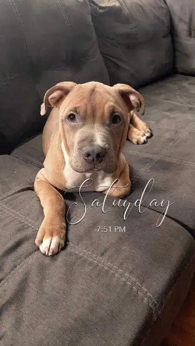 Male Puppy For Sale, View more