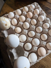 Hatching eggs