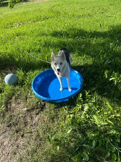 Husky Mix, View more