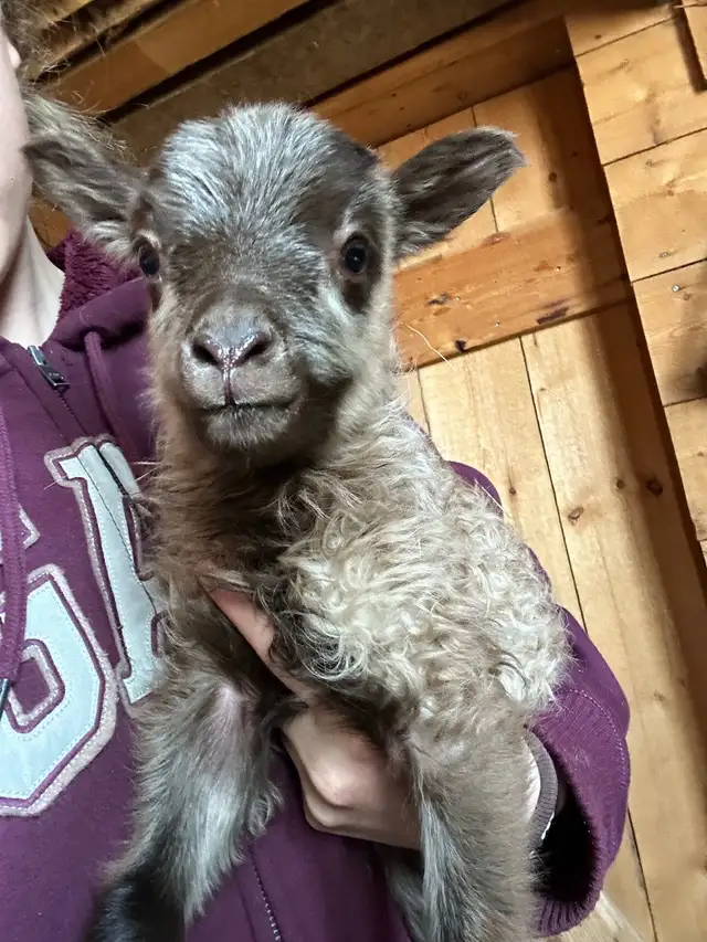 Purebred Icelandic Ram Lambs!!! in Livestock in Burns Lake - Image 5