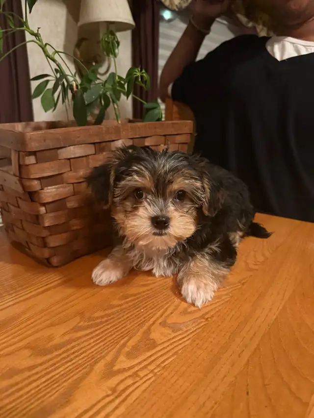 Yorkie/Biewer.. ONLY 2 Boys to go! (*See Note below) in Dogs & Puppies for Rehoming in Hamilton - Image 6