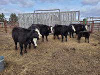 Simmental x Angus Young Cow/Calf Pairs