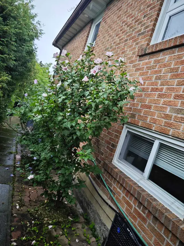 Two-level suite, Ground level living room, 2 basement bedrooms in Long Term Rentals in Mississauga / Peel Region - Image 22