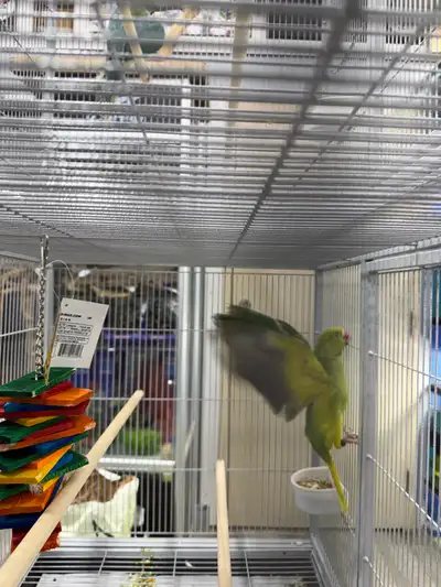 Description: Beautiful Indian Ringneck – Cleartail Green split to Blue, female born in 2025. This bi...