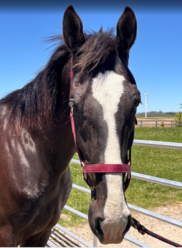 PENDING: Dutch harness cross in Horses & Ponies for Rehoming in Owen Sound - Image 4