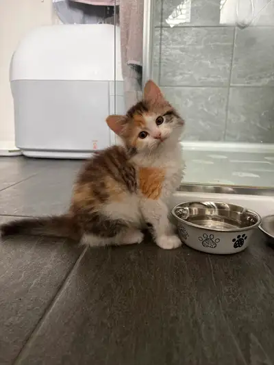 Calico Kitten, View more
