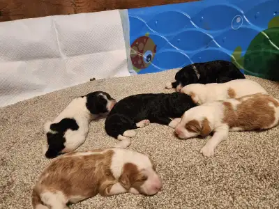 Sheepadoodle puppies , View more
