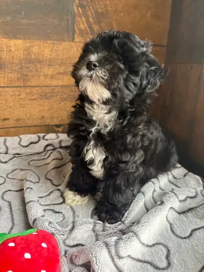 chiots mélange Bichon maltais X Caniche , View more
