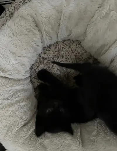 Kitten for Sale , View more