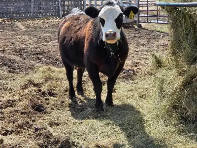Bred Heifer for sale, View more