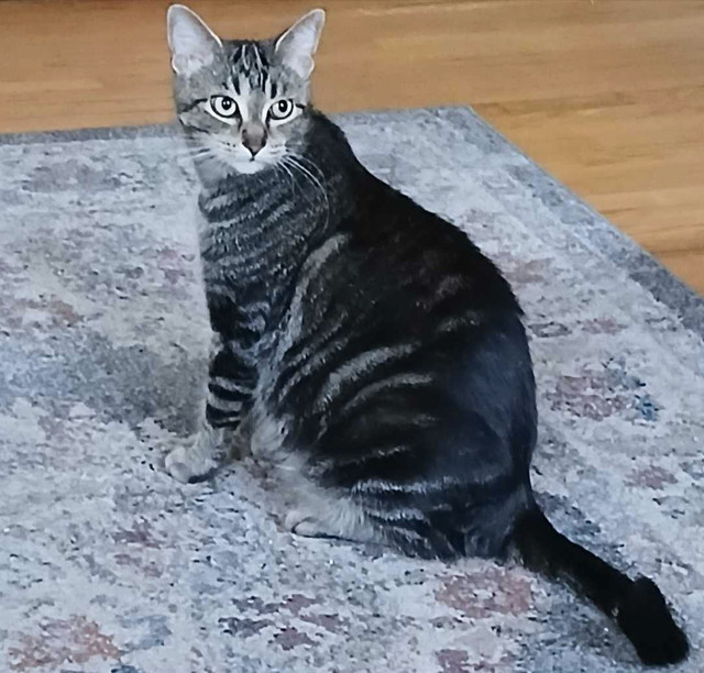 Hypoallergenic 3 yr old female cat in Cats & Kittens for Rehoming in City of Toronto - Image 4