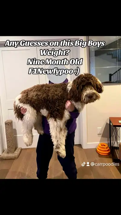 Newfypoos (F1) Brown/Parti, View more