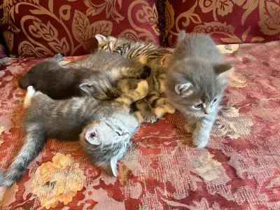 5 kittens for rehoming, View more