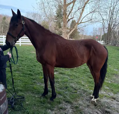 Horse for Sale, View more