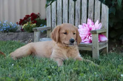 Sweetest Golden Retriever Puppies, View more