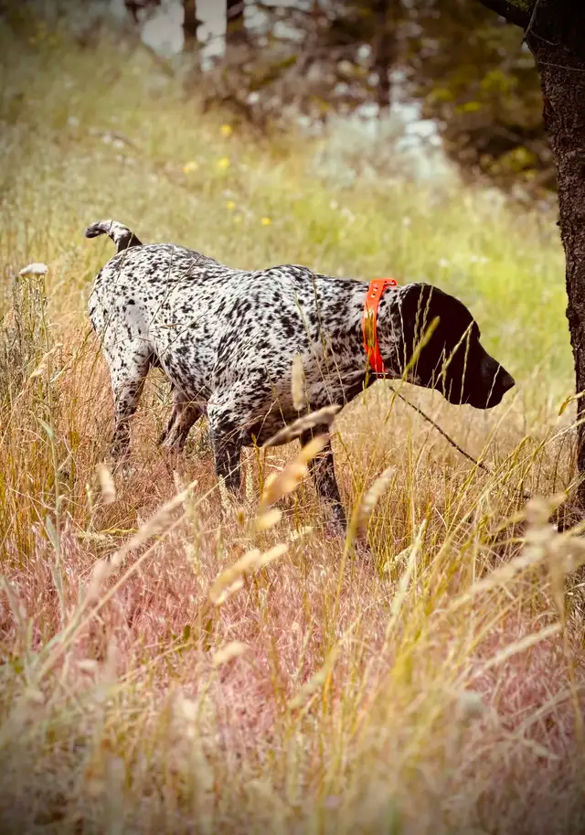 German Shorthaired Pointer Puppies – ONLY 2 FEMALES AVAILABLE in Dogs & Puppies for Rehoming in Edmonton - Image 8