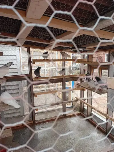 Pigeons for Sale, View more