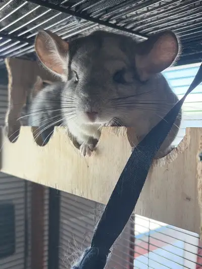 2 friendly male chinchillas both friendly come with big cage, all the essentials