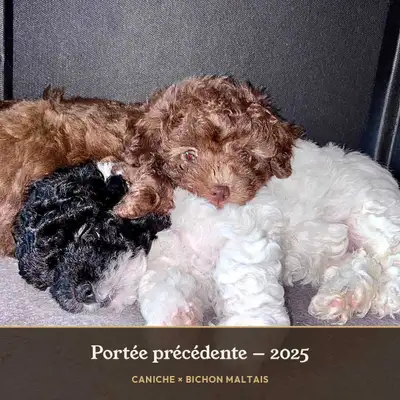 Adorables chiots Caniche × Bichon maltais (5–8 lb) Hypoallergène, View more