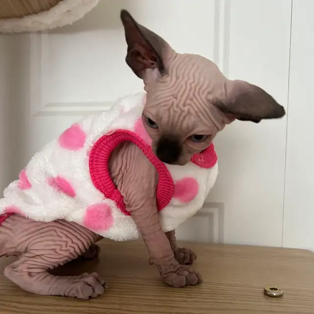 Purebred Sphinx kittens from Grand Champion(Ready for adoption )