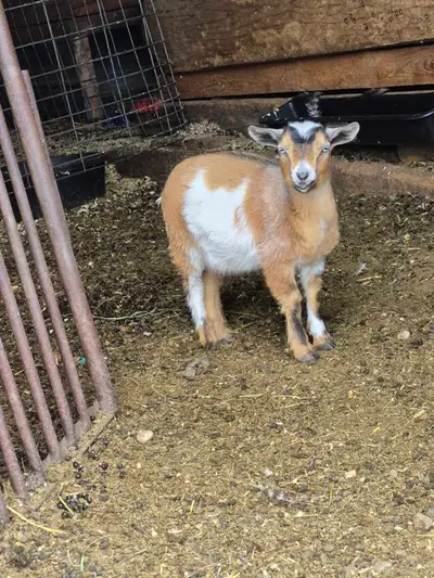 Registered nigerian dwarf doeling Blue eyes, disbudded, vaccinated Born july 15th 2025 Located by cl...