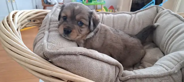 Bébé chiot in Dogs & Puppies for Rehoming in Gatineau - Image 6