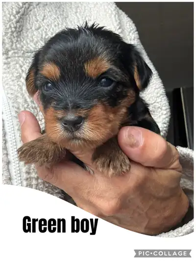 Yorkshire Terrier Puppies, View more