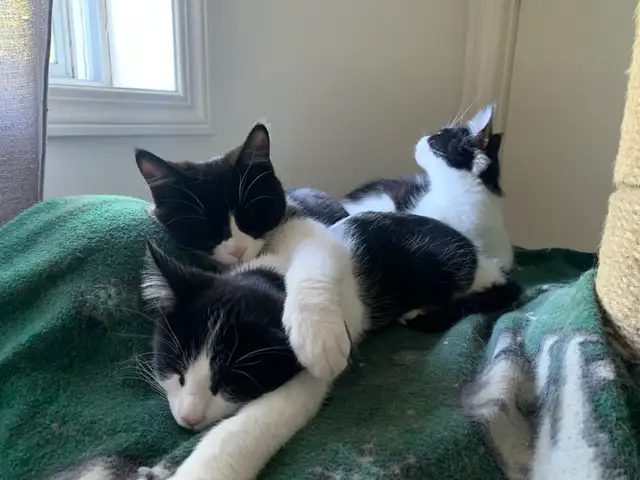 mixed mainecoon kittens in Cats & Kittens for Rehoming in Kelowna - Image 11