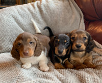 Miniature Dachshund puppies~ All SOLD!