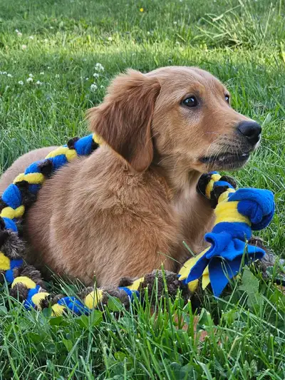 Golden puppies ready to go!, View more