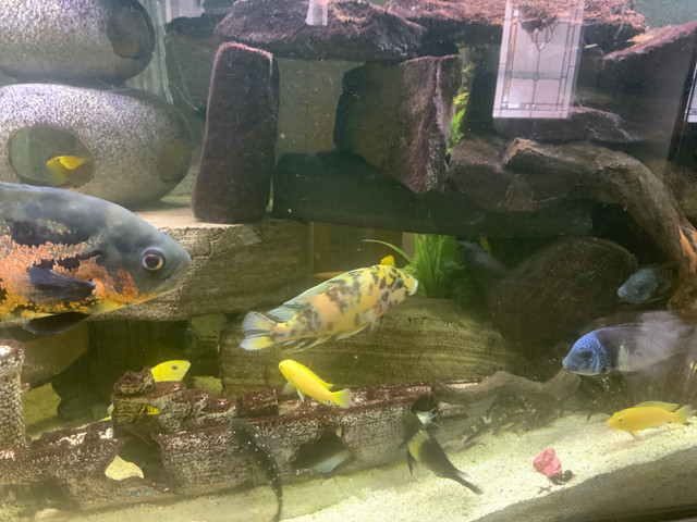 Cichlid yellow lab tropheus duboisi red perrot ob oscar … in Fish for Rehoming in Gatineau - Image 3