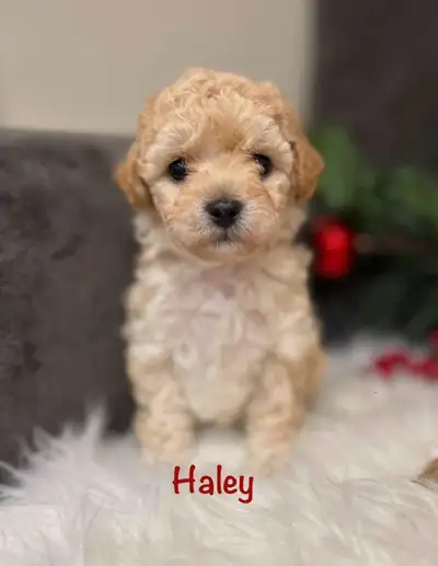 Bichonpoo puppies, View more