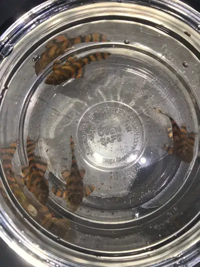 Rare Alenquer Tiger Plecos, View more