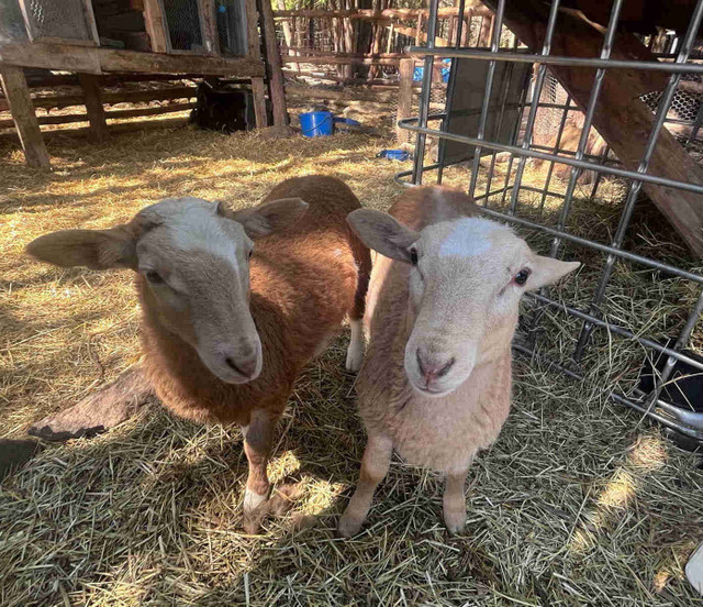 Katahdin pure breeds- self sheering in Livestock in Belleville