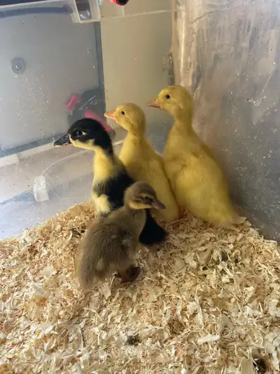 Available immediately: 1 Unsexed purebred Khaki Campbell duckling, or purebred Peking ducklings and...
