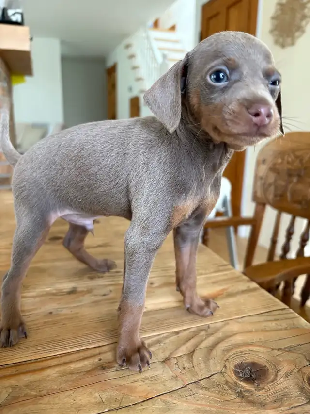 miniature pinscher in Dogs & Puppies for Rehoming in Laval / North Shore - Image 2